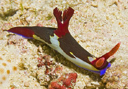 Colorful Nembrotha chamberlaini in Anilao. by Jim Chambers 